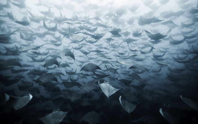 Large fish group underwater ocean free wallpaper - medium preview image
