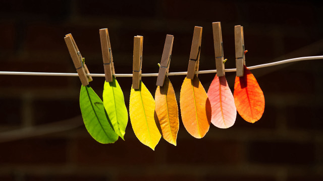 Colorful leaves clothesline ecological art free wallpaper - medium preview image