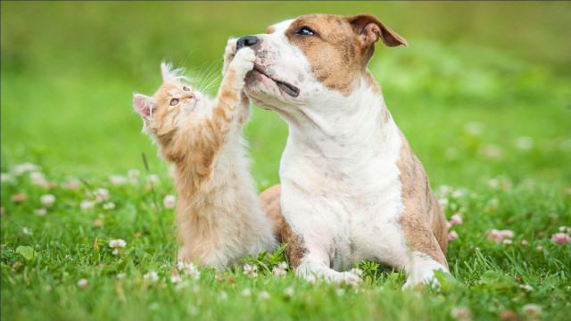 Dog cat playing grass flowers free wallpaper for desktop - medium preview image