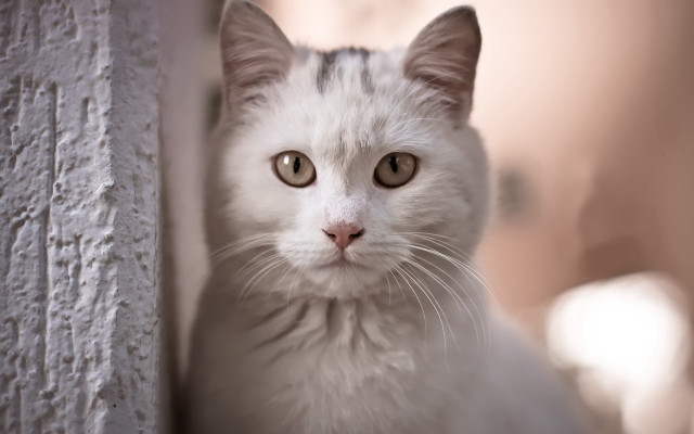 White cat sad look blurry free wallpaper - medium preview image