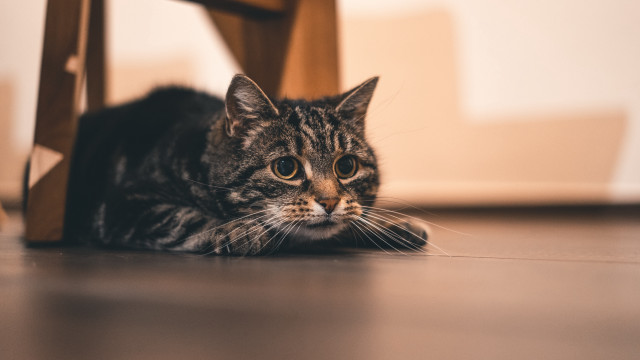 Sad black cat laying floor free wallpaper - medium preview image