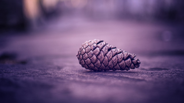 Pine cone road macro blurry free wallpaper - medium preview image