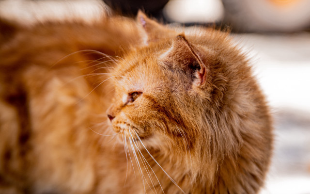 Cat distant look blurry background free wallpaper - medium preview image
