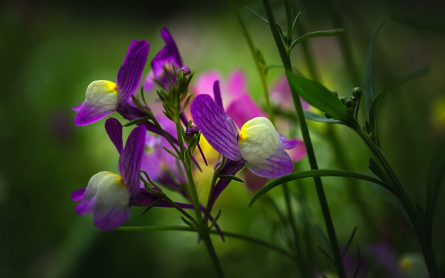 Purple flower macro background nature free wallpaper - medium preview image