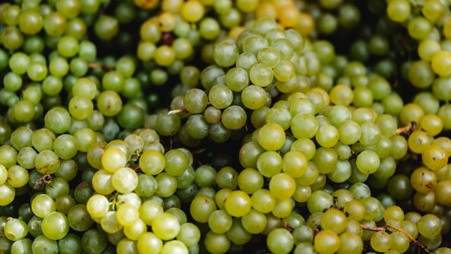 Green grapes christmas bokeh still free wallpaper - medium preview image