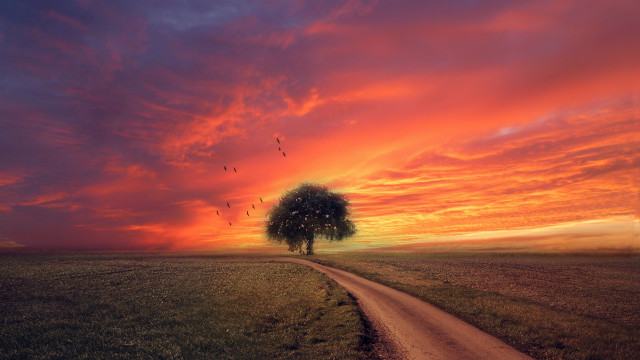 Tree dirtroad field sunset birds free wallpaper - medium preview image