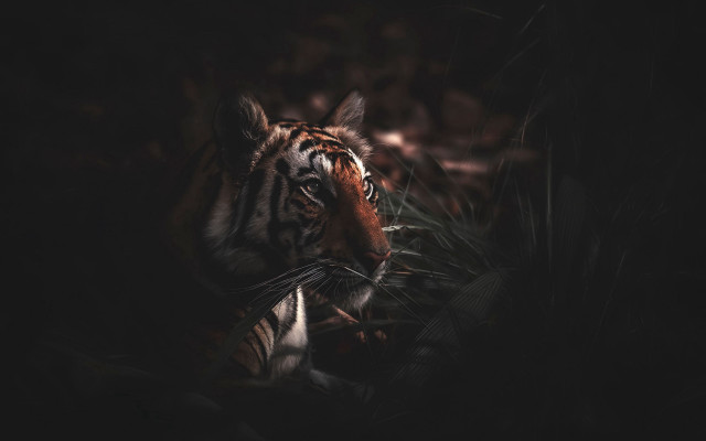 Tiger darkforest camera right open free wallpaper - medium preview image