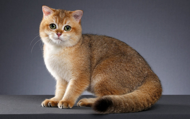 Sad cat table carlos shiba free wallpaper - medium preview image