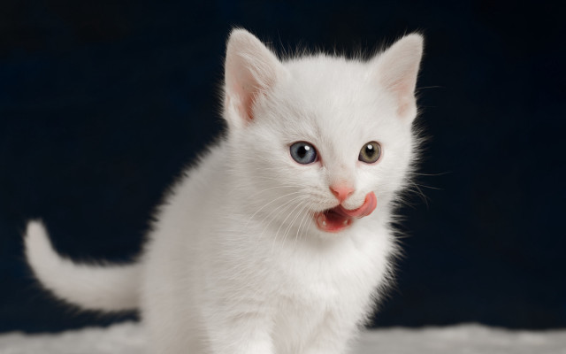 White kitten red nose blue free wallpaper - medium preview image