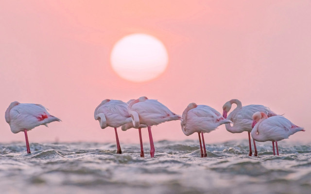 Flamingos sunset water amir zand free wallpaper - medium preview image