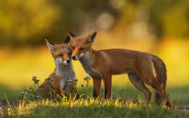 Foxes field flowers outdoors blurry free wallpaper - medium preview image