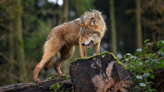 Wolf log woods open mouth free wallpaper - medium preview image