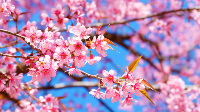 Pink flowers branch sakura sky free wallpaper - medium preview image