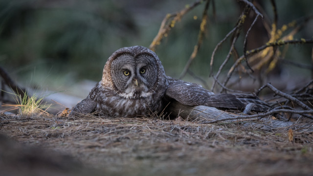 Owl sitting grass sad eyes free wallpaper - medium preview image