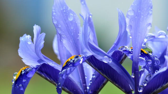 Blue flower water droplets macro #10 free wallpaper - medium preview image