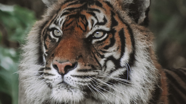 Tiger furry face long nose free wallpaper - medium preview image