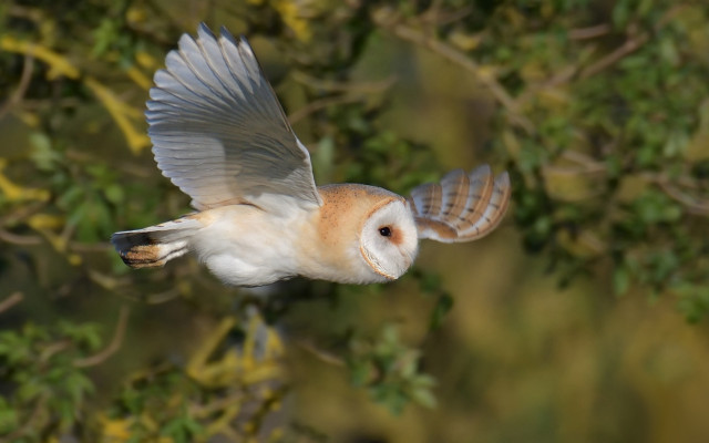 Barn owl flight wings spread free wallpaper - medium preview image