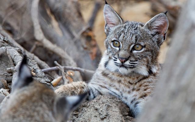 Cat branch ground blurry depth free wallpaper - medium preview image