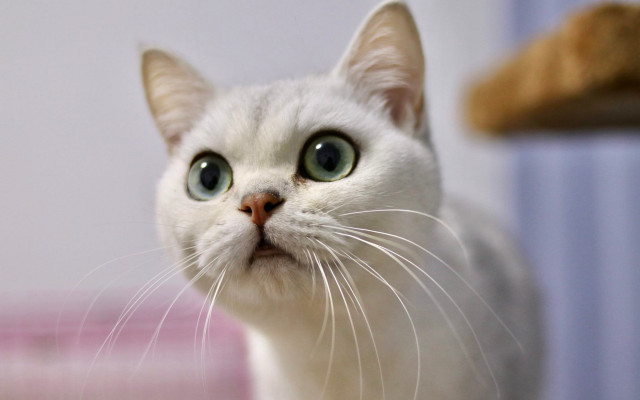 White cat green eyes blurry #2 free wallpaper - medium preview image