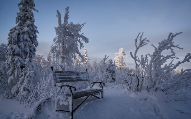 Snowy forest bench blue sky free wallpaper - medium preview image