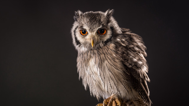 Small owl wooden branch yellow free wallpaper - medium preview image