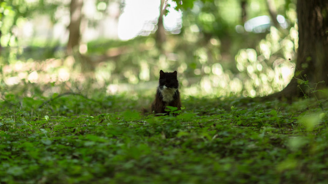 Small black and white cat free wallpaper - medium preview image