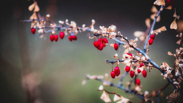 Branch red berries leaves buds free wallpaper - medium preview image