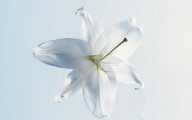 White flower floating blue sky free wallpaper - medium preview image