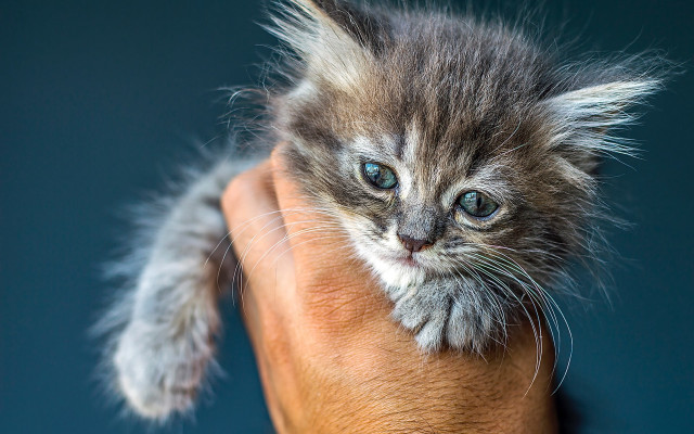 Tiny kitten blue eyes hand free wallpaper - medium preview image