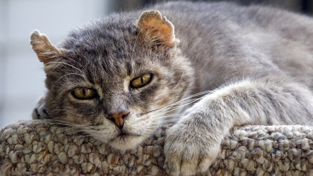 Cat laying scratching post open free wallpaper - medium preview image