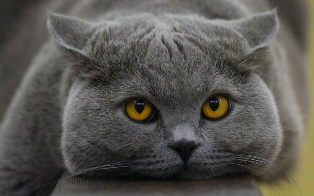 Gray cat yellow eyes serious #11 free wallpaper - medium preview image