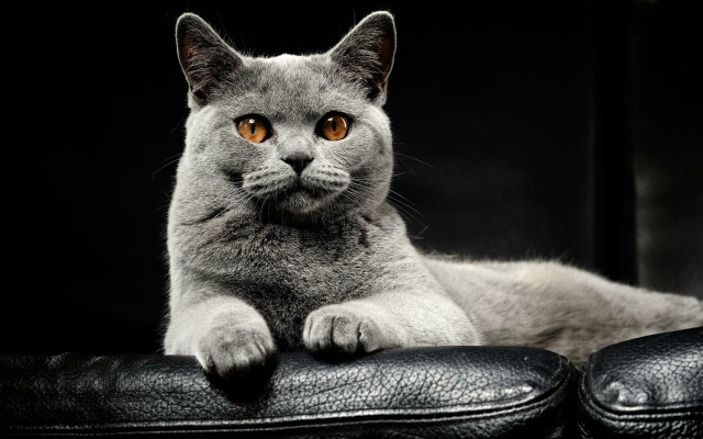 Cat leather chair paws camera free wallpaper - medium preview image