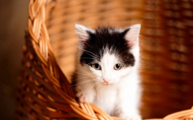 Kitten basket sad eyes animal free wallpaper - medium preview image