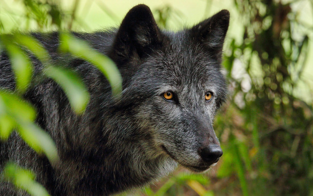 Wolf forest sun eyes nature free wallpaper - medium preview image