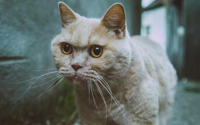 Cat white face whiskers futurism free wallpaper - medium preview image