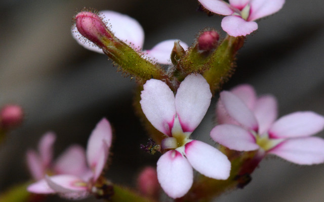 Pink white flower macro blurry free wallpaper - medium preview image