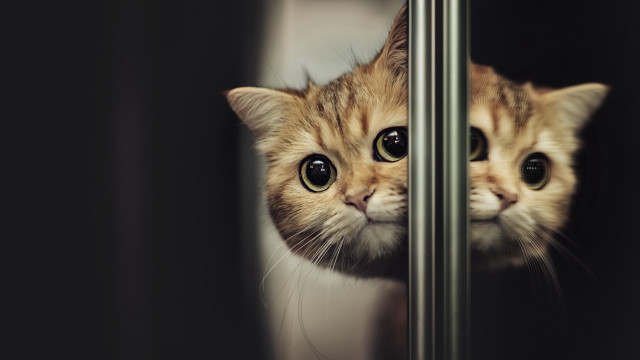 Cat sad eye window tachisme free wallpaper - medium preview image