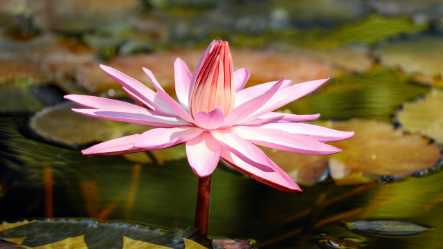 Pink flower blooming lily pond free wallpaper - medium preview image