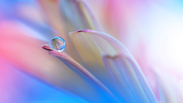 Flower waterdrop macro blurry sunset free wallpaper - medium preview image