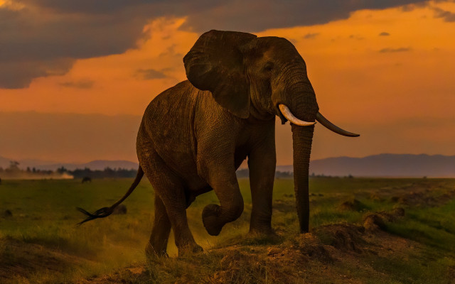 Elephant green field sunset cloudy free wallpaper - medium preview image