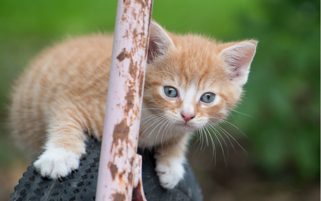 Curious kitten on tire blue free wallpaper - medium preview image