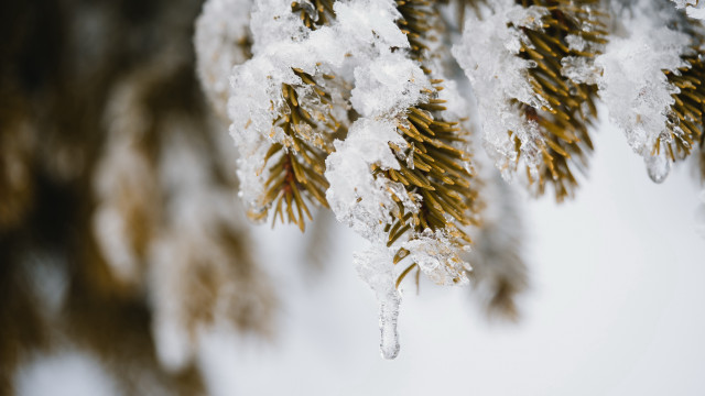 Pine tree branch snow ice free wallpaper - medium preview image