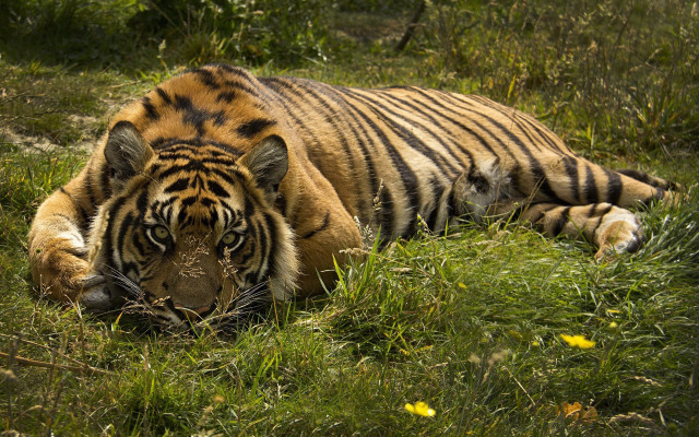 Tiger laying in grass nature free wallpaper - medium preview image