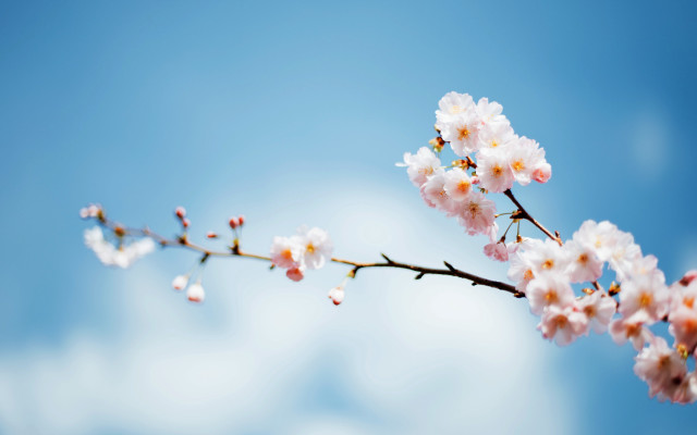 White flower branch blue sky #5 free wallpaper - medium preview image