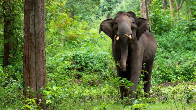 Elephant forest wildlife sumatra jigsaw free wallpaper - medium preview image