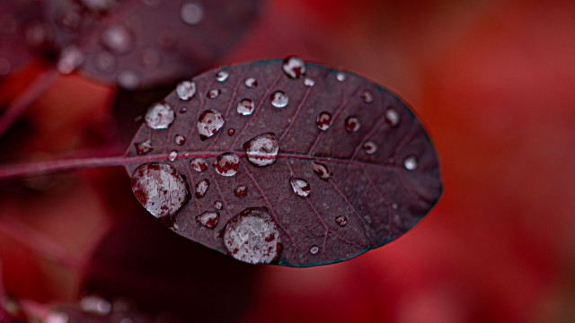 Red green leaf water droplets #2 free wallpaper - medium preview image
