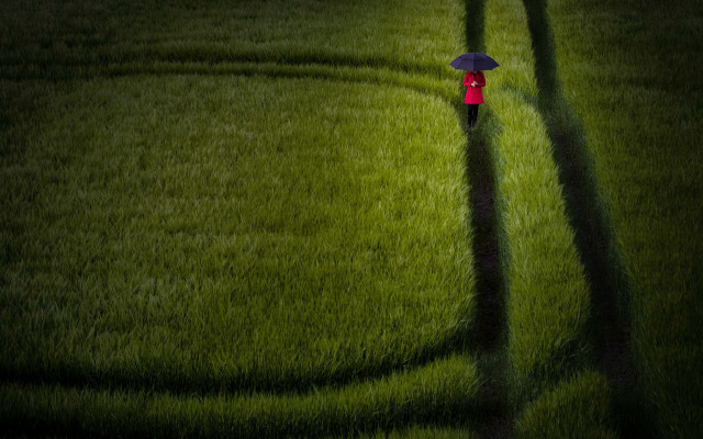 Umbrella girl field shadow nature free wallpaper - medium preview image