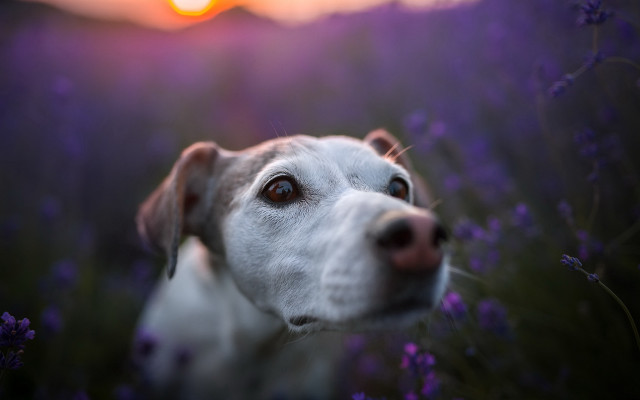 Dog flower field sunset portrait free wallpaper - medium preview image
