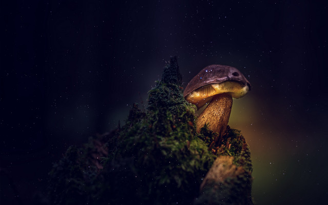 Mushroom night starry sky astronaut free wallpaper - medium preview image