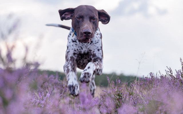 Dog running purple flowers sky free wallpaper - medium preview image